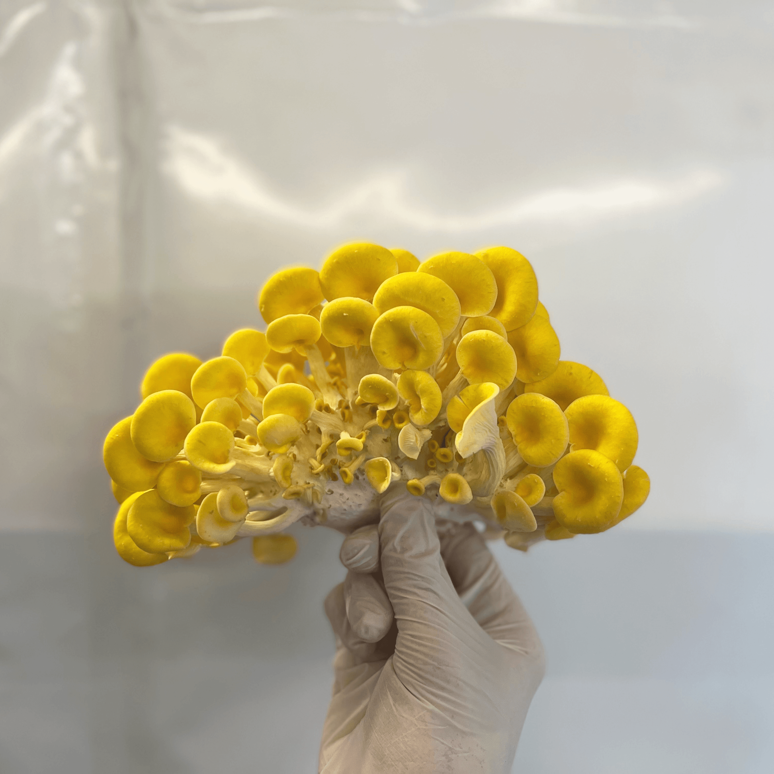 Yellow Oyster Mushrooms *in Berlin*