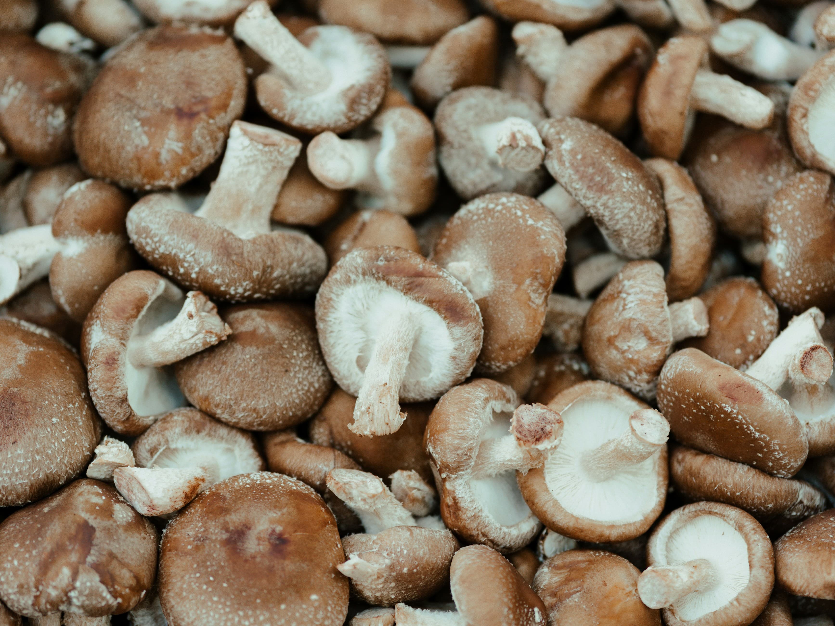 Shiitake *in Berlin*