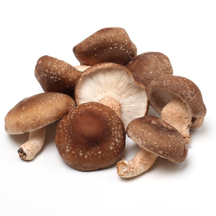 Shiitake